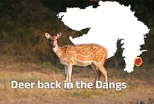 Vanished deer population re-emerges after years in the Dangs