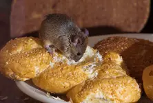 Indian-origin food firm owner in UK fined £7,000 after mice droppings found in store