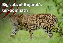 Gujarat sees a surge in animal attacks in Gir-Somnath region