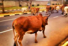 Cattle Menace: Guj HC gives a week's time to authorities to take strict actions