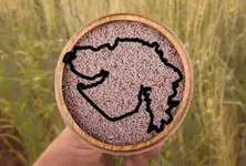 Gujarat produces 90% of India’s Isabgol; a global hit