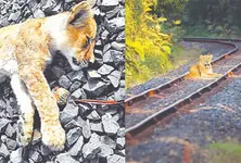 Railway tracks pose threat to the ‘pride’ of Gujarat