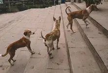 Animal cruelty laws in India: Growing call for urgent reforms