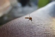 110 cases of dengue in a week, one more death reported in Ahmedabad