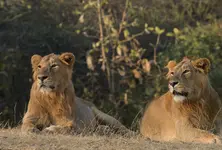 Sasan Gir Safari in Gujarat set to open from Oct 16 with upgraded vehicles
