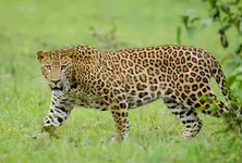 Woman killed by leopard in Gujarat’s Navsari