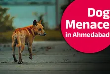 Stray Dog menace in Ahmedabad: A city of 3.75 lakh strays