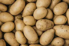 Gujarat’s potato exports affected by pesticide overuse