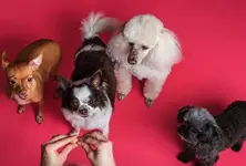 Ways to celebrate an inclusive animal-friendly Diwali