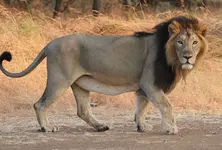 ‘Pride of Gujarat’ to make its way closer to Ahmedabad?