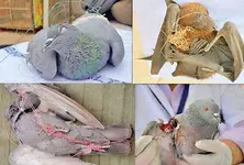 Over 2,000 birds, animals injured in Uttarayan in Ahmedabad