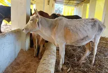 Animal husbandry department scam? Outdated medicines, injections purchased in Guj