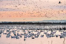 India’s 422 bird breeding sites, including Gujarat’s 19, deemed of int’l importance