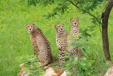 India’s leopard population rises to 13,874: report