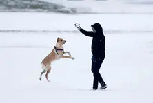 Humans spread more viruses to animals: Study