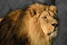 Gujarat HC raps railway dept over lion deaths in Gir forest
