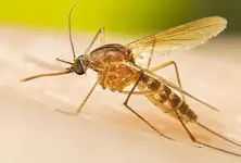Know what is West Nile fever spreading in Kerala