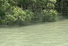 Air pollution threatening the mangrove ecosystem of Sundarbans: Study