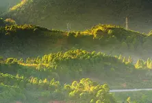 Forest cover increased consistently over last 15 years: India at UN forum