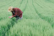 Indian agricultural worker dies in Italy after gruesome accident