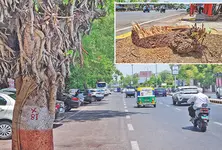 AMC’s move to cut down 80 trees near Panjrapol circle for flyover stirs row