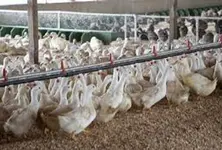 Bird flu outbreak at 115 US dairy farms cause public health concerns