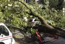 Safety first: AMC chops down trees ahead of Ahmedabad monsoon