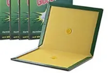 Guj HC orders formation of district-wise society to prevent animal cruelty