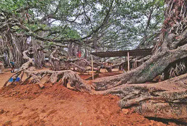 Kantharpura Mahakali Vad: Gujarat’s religious heritage under sheer neglect