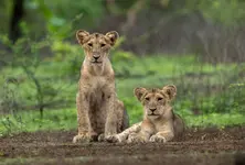 World Lion Day: PM Modi reiterates commitment to protect the big cat