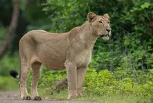 Gujarat HC issues notices to forest dept, railway over lion deaths