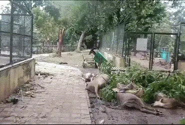 10 animals dead at Kamatibaug Zoo as floodwaters engulf enclosures