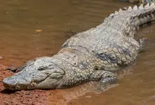 Crocodile menace in Vadodara: Man eaten alive near Orsang River in Chandod