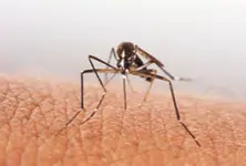 Gujarat grappling with mosquito-borne diseases: dengue, malaria cases on rise