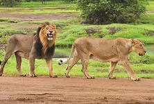 Centre declares eco-sensitive zone around Gir Protected Area