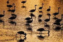 Gujarat bird diversity: Devbhoomi Dwarka leads with 456 species, Kutch records 4.56 lakh birds