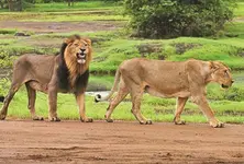 10 train timings changed in Gujarat to protect asiatic lions