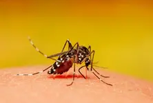 WHO launches global plan to fight dengue, Aedes-borne arboviral diseases
