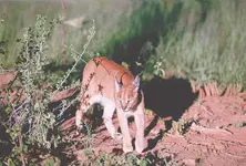 Gujarat to set up Caracal conservation centre worth ₹10 cr in Kutch