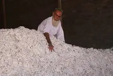 Gujarat’s Cotton cultivation rises by 9 lakh hectares in two decades