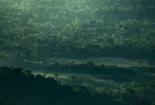 Riverfront expansion in Koteshwar faces NGT scrutiny over illegal tree felling