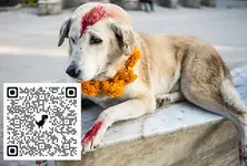 Bengaluru civic body to host ‘Kukur Tihar’, celebrating coexistence