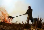 Stubble burning: Haryana suspends 24 officials for laxity, 6 farmers booked