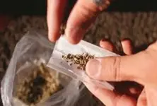 Marijuana found in tiffin boxes at Vadodara railway station