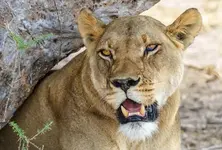Lioness kills seven-year-old girl in Amreli