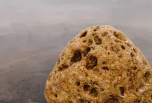 Whale vomit worth ₹12 crore seized in Bhavnagar, 2 arrested