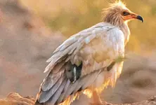 Depleting vulture population in Gujarat: Conversion committee formed