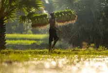 Viramgam paddy purchase scam: Congress calls for probe into ₹20 cr fraud