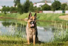 Pet owner drowns in Vadodara trying to rescue dogs