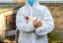 Japan’s bird flu cases surge in January